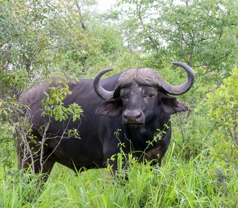 3 Day Meru National Park Safari | Best Kenya Safari