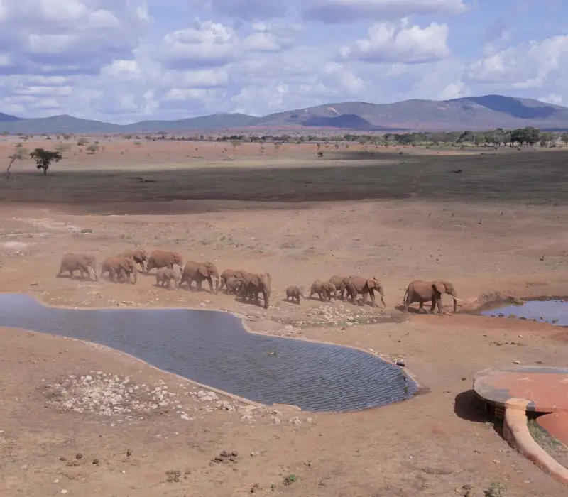 3-Day Taita Hills & Salt Lick SGR Getaway: Wildlife, Heritage, and Iconic Architecture