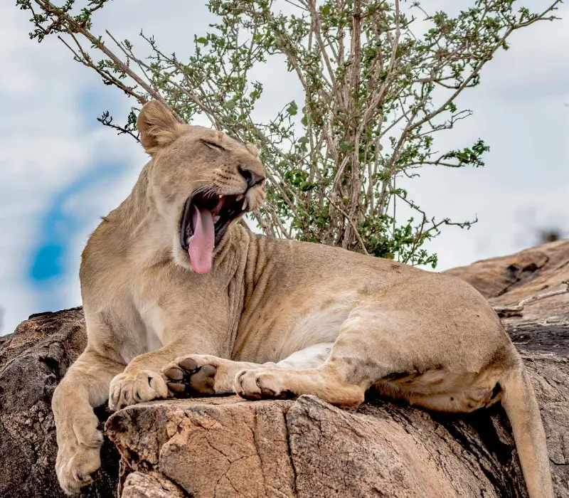 3-Day Taita Hills & Salt Lick SGR Getaway: Wildlife, Heritage, and Iconic Architecture