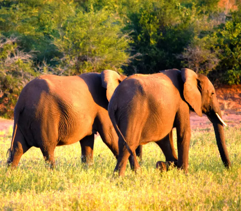 3 Day Meru National Park Safari | Best Kenya Safari