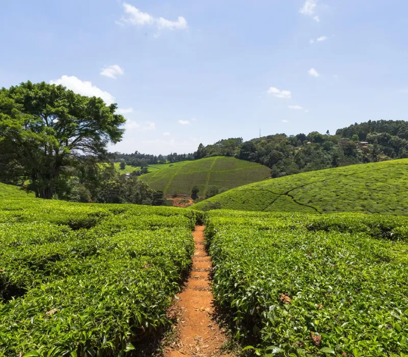 Kiambethu Tea Farm Half-Day Tour: A Highland Heritage Experience