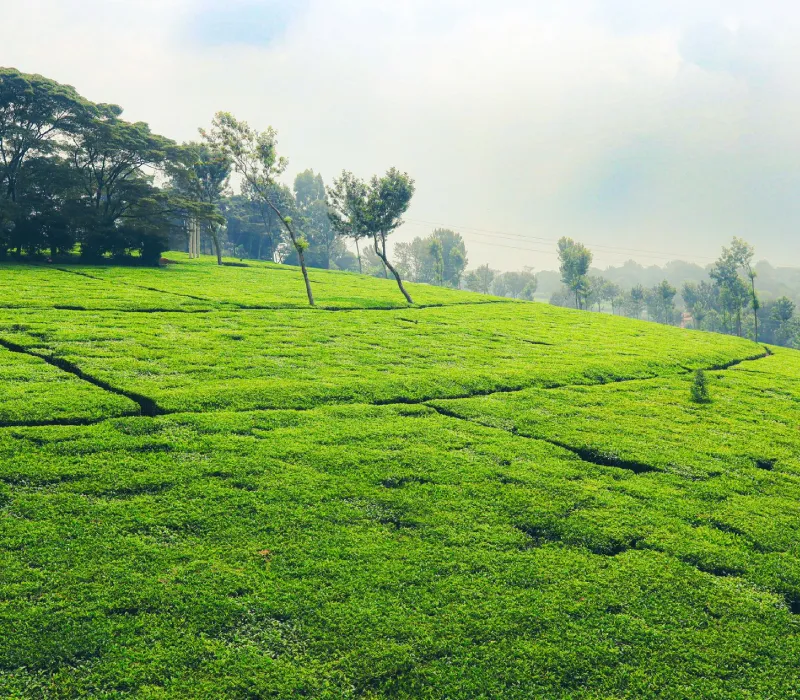 Twin Rivers Tigoni Adventure | Ziplining & Quad Biking Nairobi Day Trip