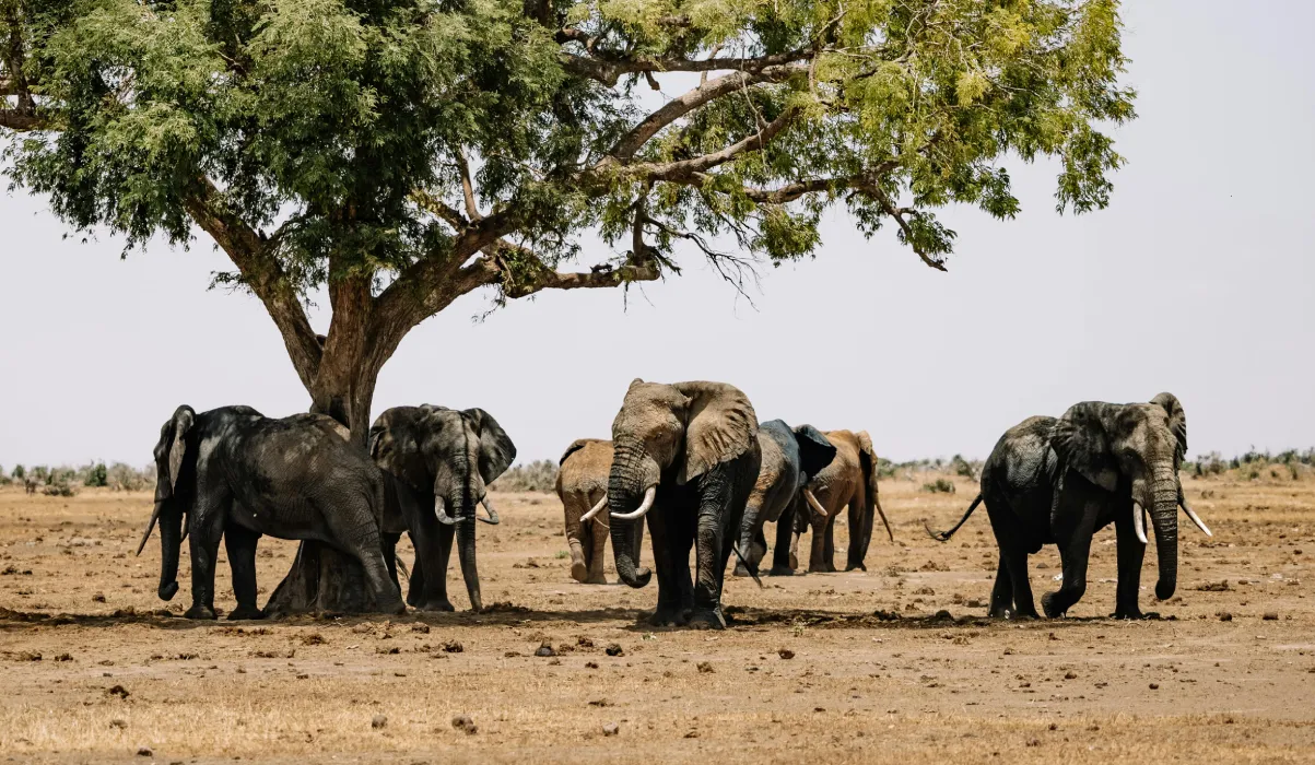 Authentic Kenya & Africa Safari Packages