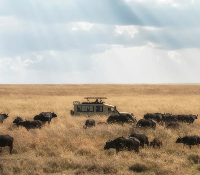 10-Day Signature Kenya Safari: The Great Migration & Rift Valley Lakes Expedition