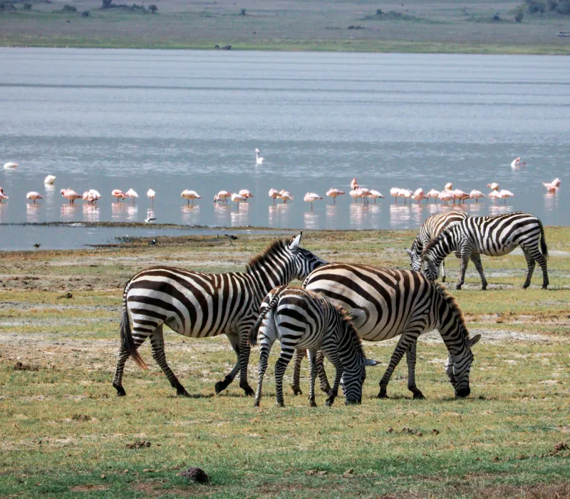 10-Day Signature Kenya Safari: The Great Migration & Rift Valley Lakes Expedition