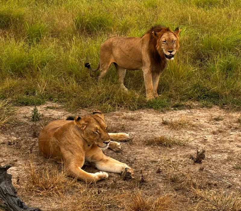 10-Day Signature Kenya Safari: The Great Migration & Rift Valley Lakes Expedition