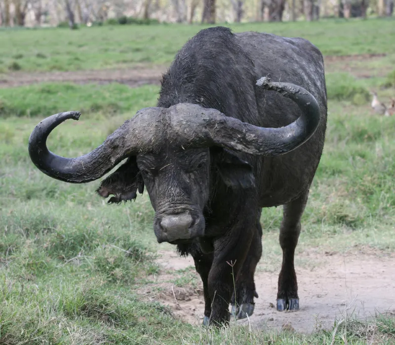 10-Day Ultimate Wildlife Safari: From the Mara Plains to the Red Sands of Tsavo