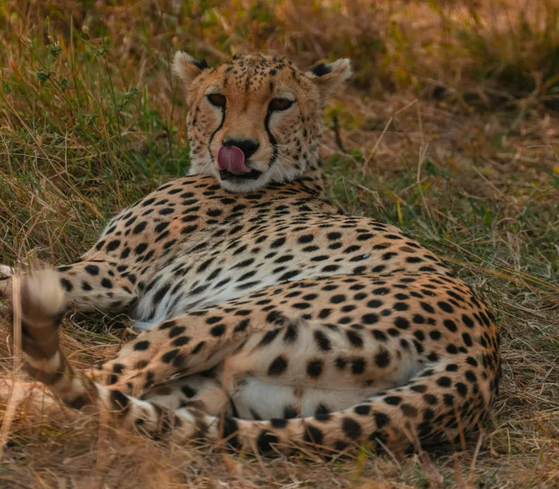 10-Day Ultimate Wildlife Safari: From the Mara Plains to the Red Sands of Tsavo