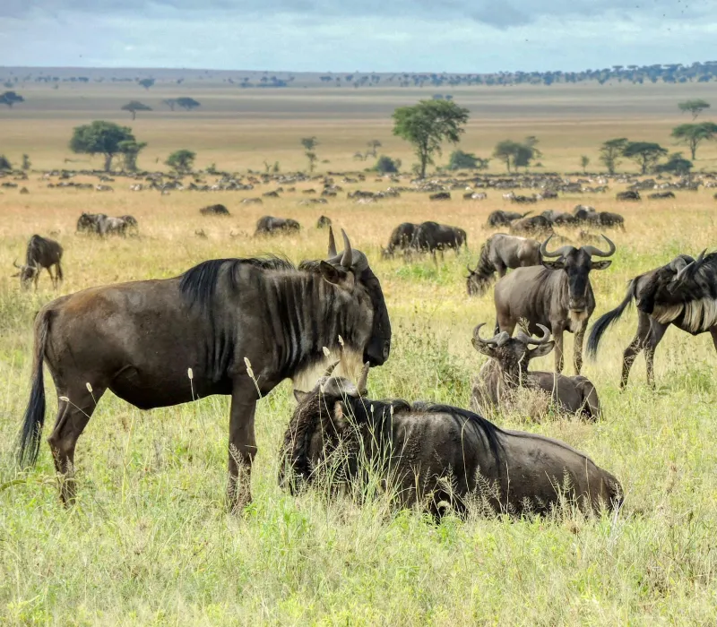 10-Day Ultimate Wildlife Safari: From the Mara Plains to the Red Sands of Tsavo