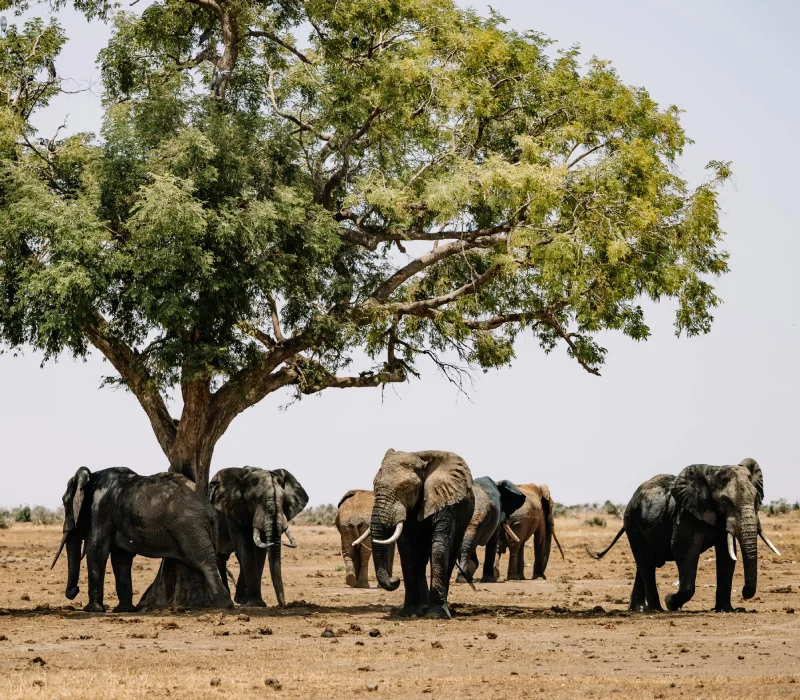 10-Day Adrenaline, Rare Species, and the Great Migration Safari