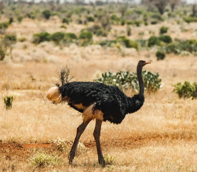 10-Day Adrenaline, Rare Species, and the Great Migration Safari