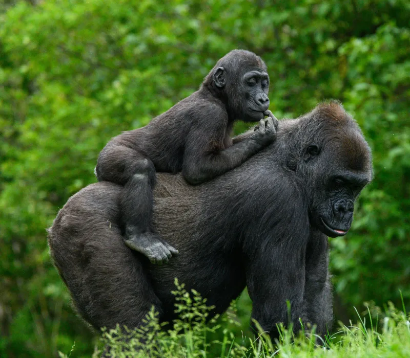 4-Day Rwanda Gorilla & Golden Monkey Trekking Safari
