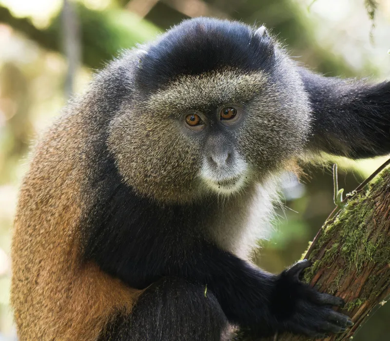 4-Day Rwanda Gorilla & Golden Monkey Trekking Safari