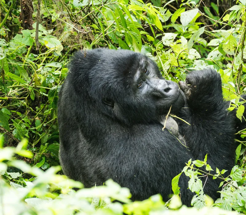 4-Day Uganda Gorilla Trekking Odyssey: Into the Heart of Bwindi Impenetrable Forest
