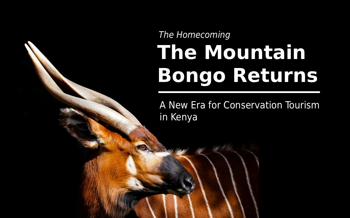 The Mountain Bongo Returns: A New Era for Conservation Tourism in Kenya