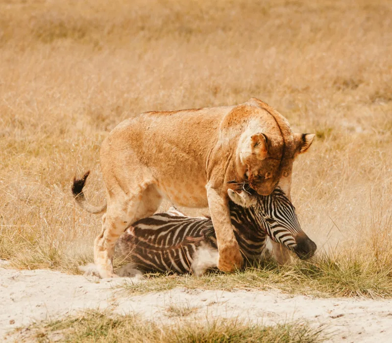 3-Day Maasai Mara Madaraka Weekend: The Great Escape