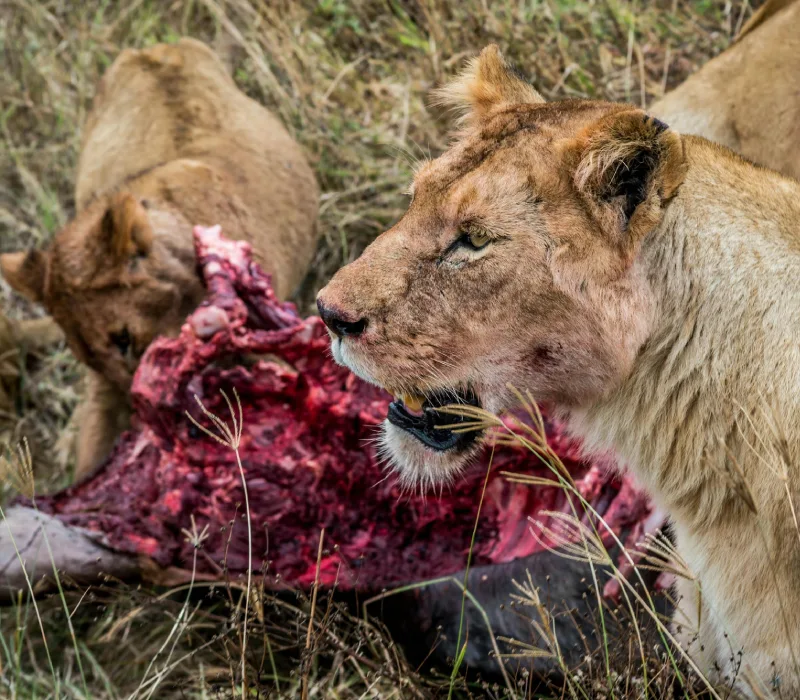 3-Day Maasai Mara Madaraka Weekend: The Great Escape