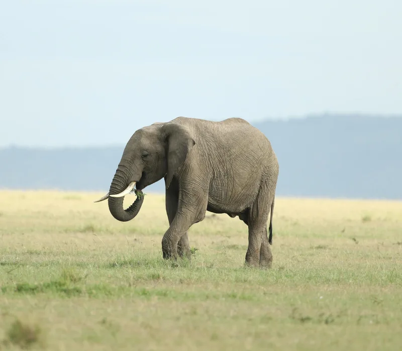 3-Day Maasai Mara Madaraka Weekend: The Great Escape