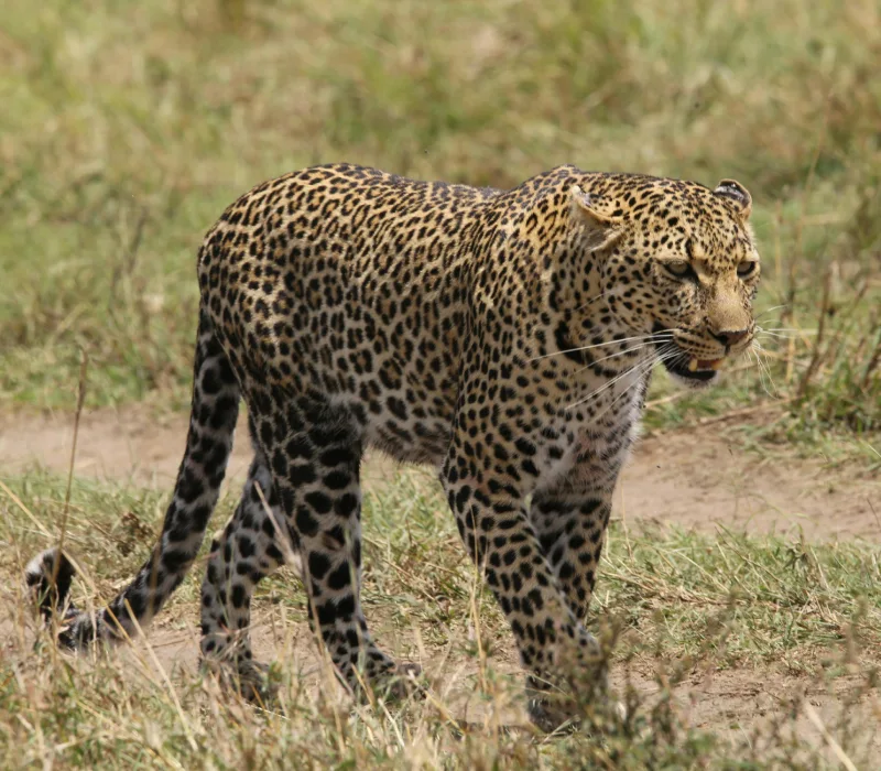 3-Day Maasai Mara Madaraka Weekend: The Great Escape