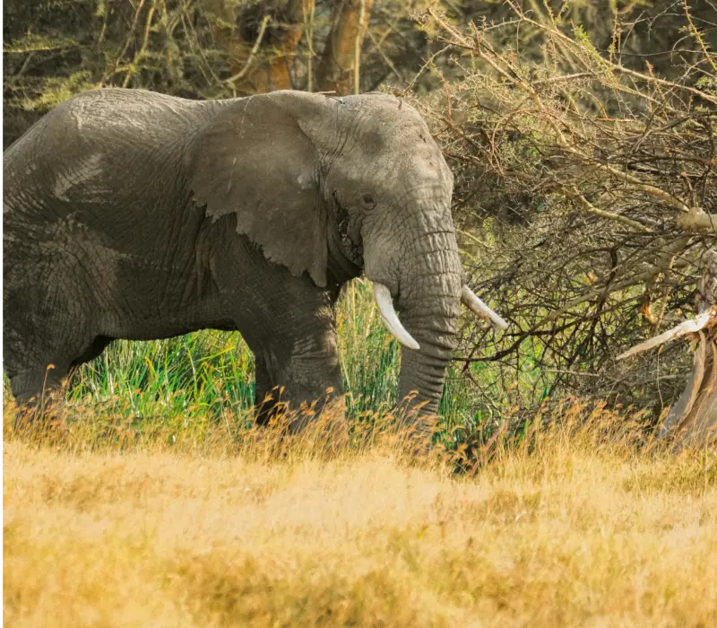 3-Day Maasai Mara June Safari: Experience the Magic of the Savannah