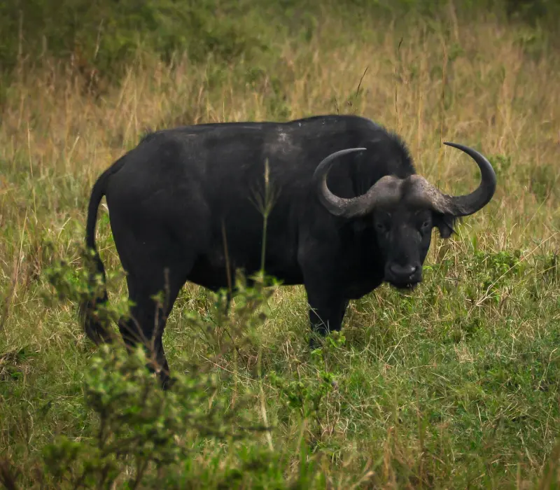 3-Day Maasai Mara June Safari: Experience the Magic of the Savannah