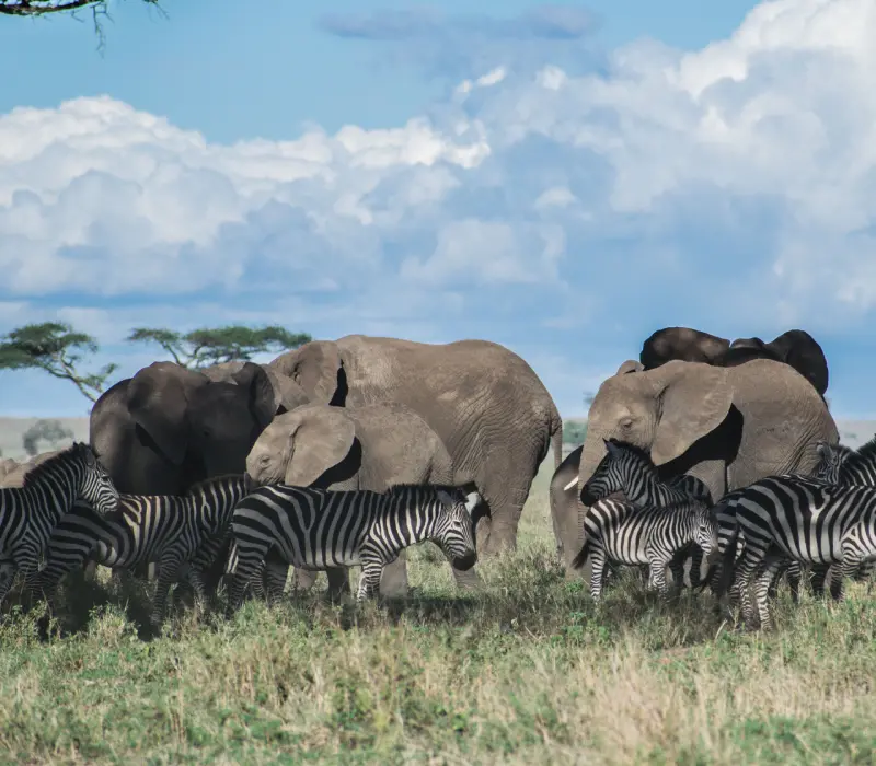3-Day Maasai Mara June Safari: Experience the Magic of the Savannah