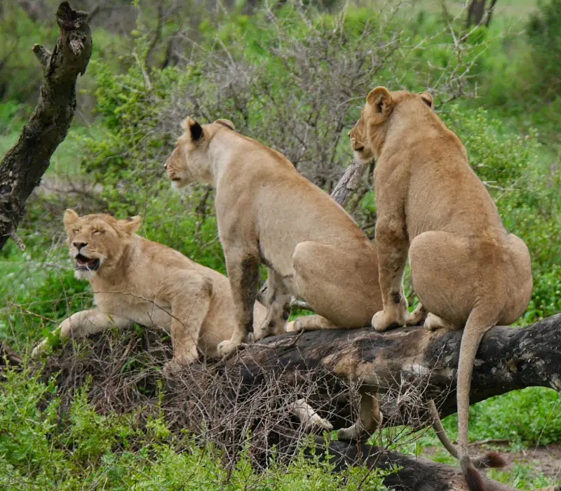 3 Days 2 Nights Maasai Mara Festive Season Package