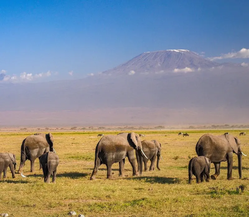 Amboseli