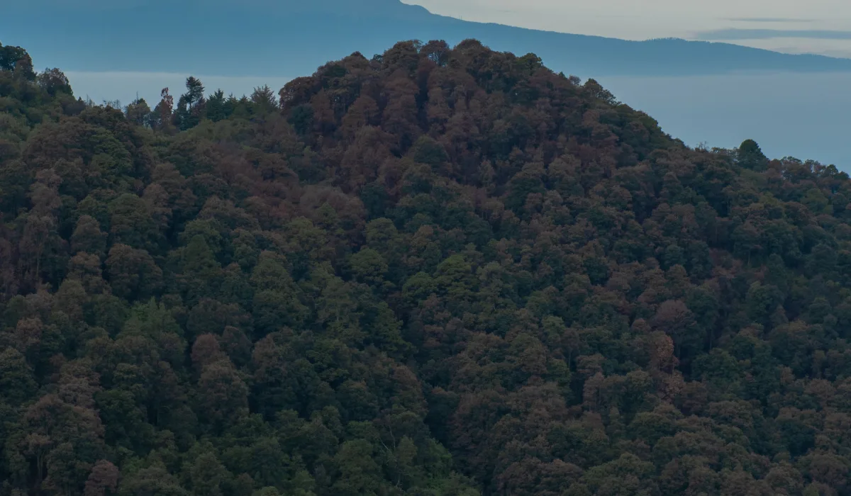 Bwindi Forest