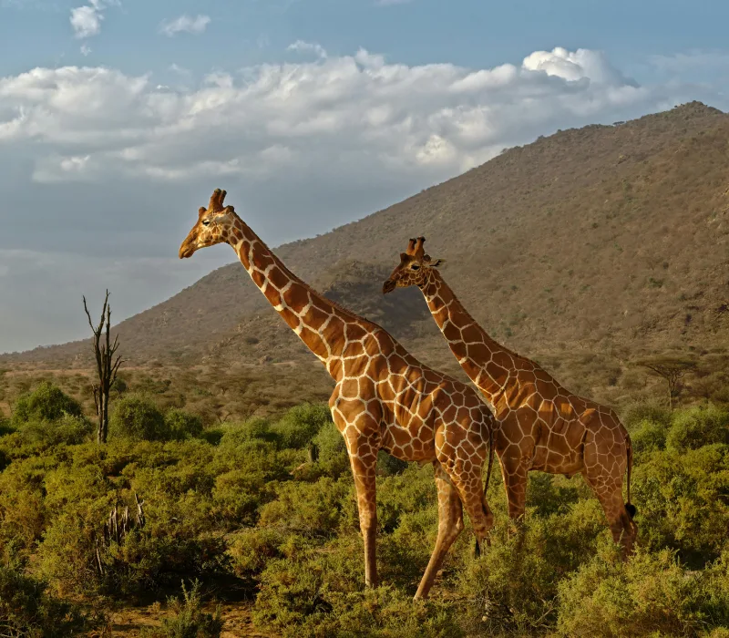 10-Day Samburu, Lake Naivasha & Maasai Mara Safari: The Ultimate Wildlife Expedition