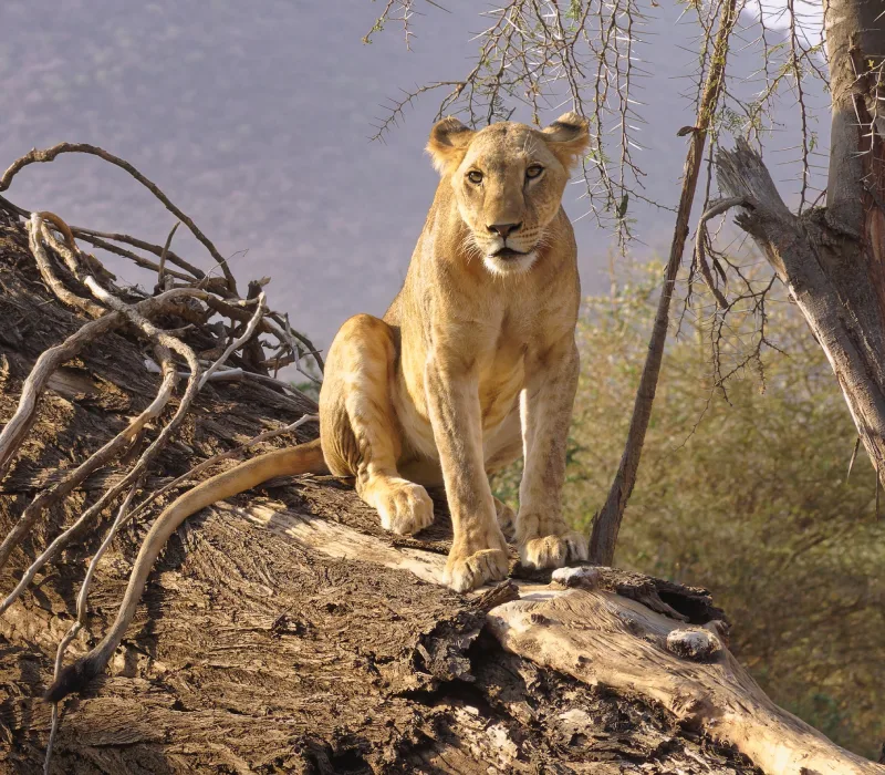 10-Day Samburu, Lake Naivasha & Maasai Mara Safari: The Ultimate Wildlife Expedition