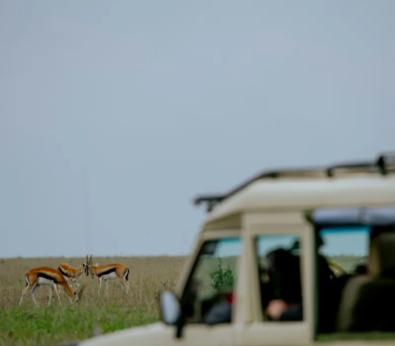 10-Day Amboseli, Lake Naivasha & Maasai Mara Ultimate Bush Safari
