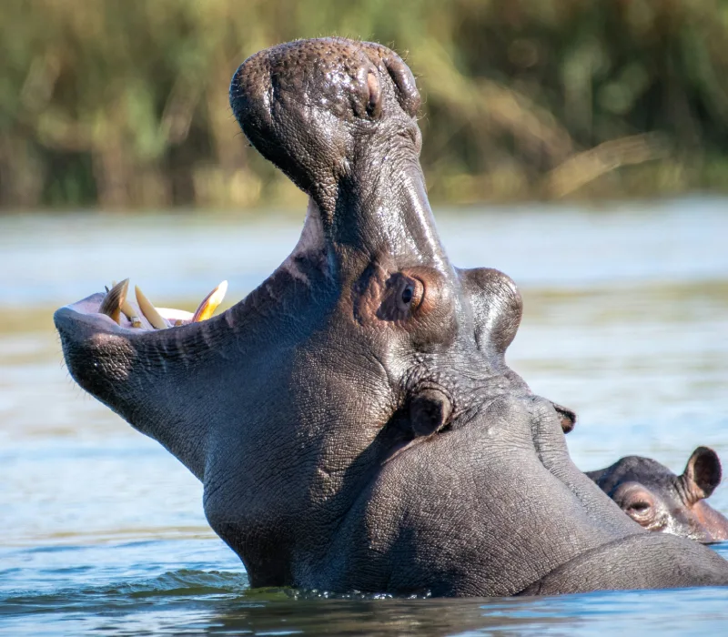 10-Day Amboseli, Lake Naivasha & Maasai Mara Ultimate Bush Safari