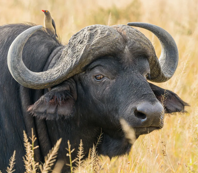10-Day Amboseli, Lake Naivasha & Maasai Mara Ultimate Bush Safari