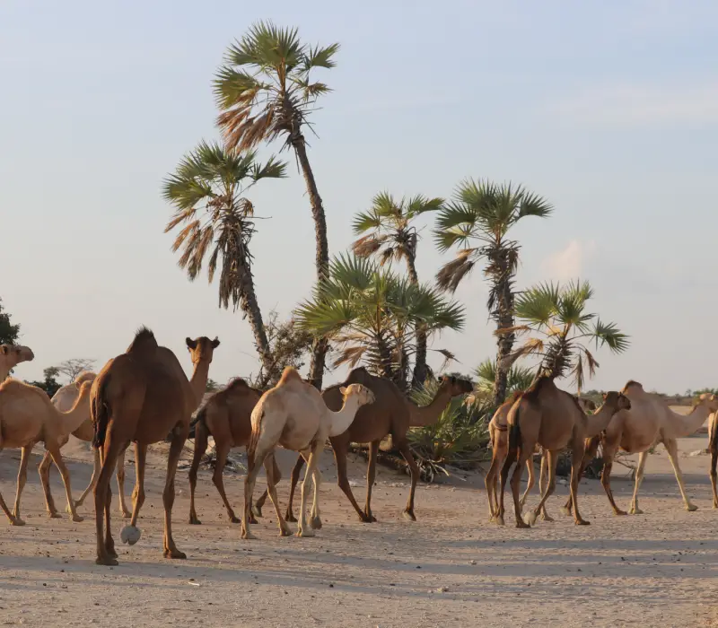5-Day 4-Night Chalbi Desert Safari Experience