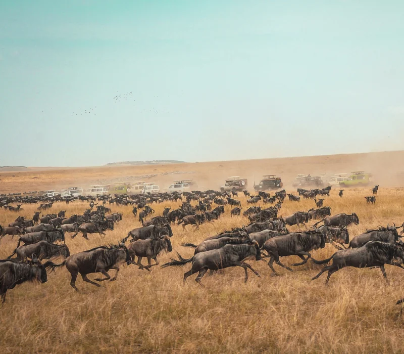 3 Days 2 Nights Maasai Mara Group Joining Safari Package
