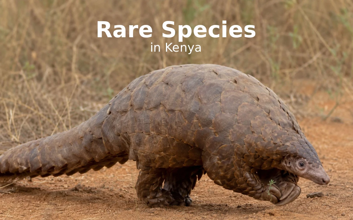 Beyond the Big Five: Shifting the Spotlight to Kenya’s 5 Most Endangered Wildlife Species
