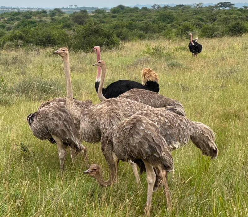 Nairobi National Park Day Group Safari Experience