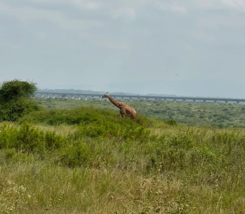 Nairobi National Park Day Group Safari Experience