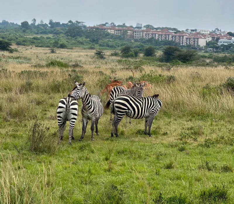 Nairobi National Park Day Group Safari Experience