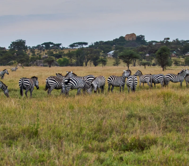 20-Day Ultimate East Africa Wildlife Safari & Zanzibar Beach Holiday