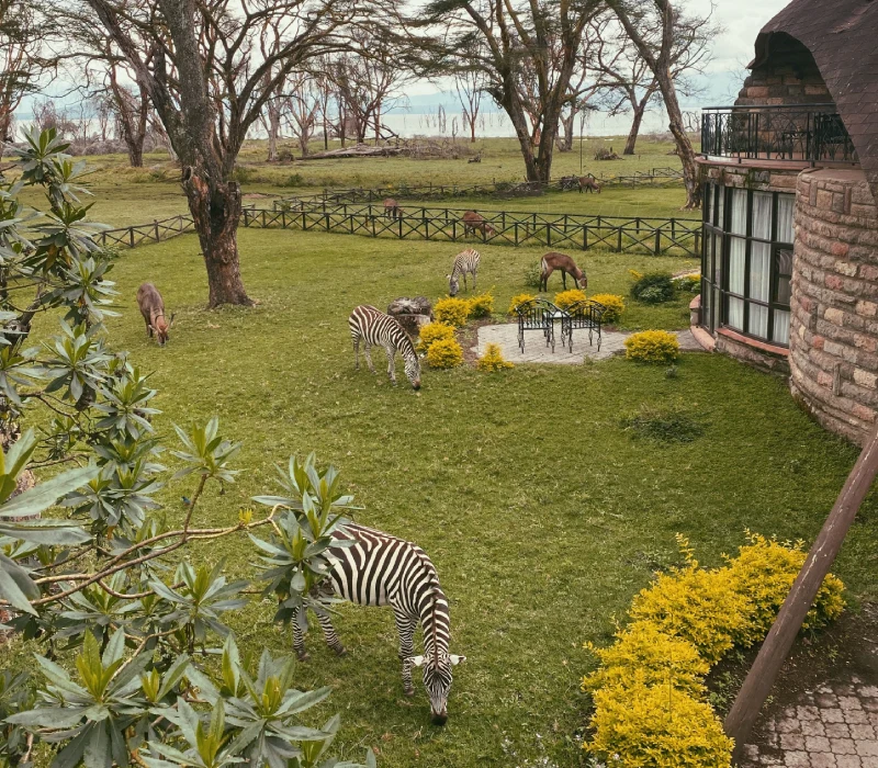 3-Day 2 Nights Lake Nakuru Sopa Lodge Day Safari