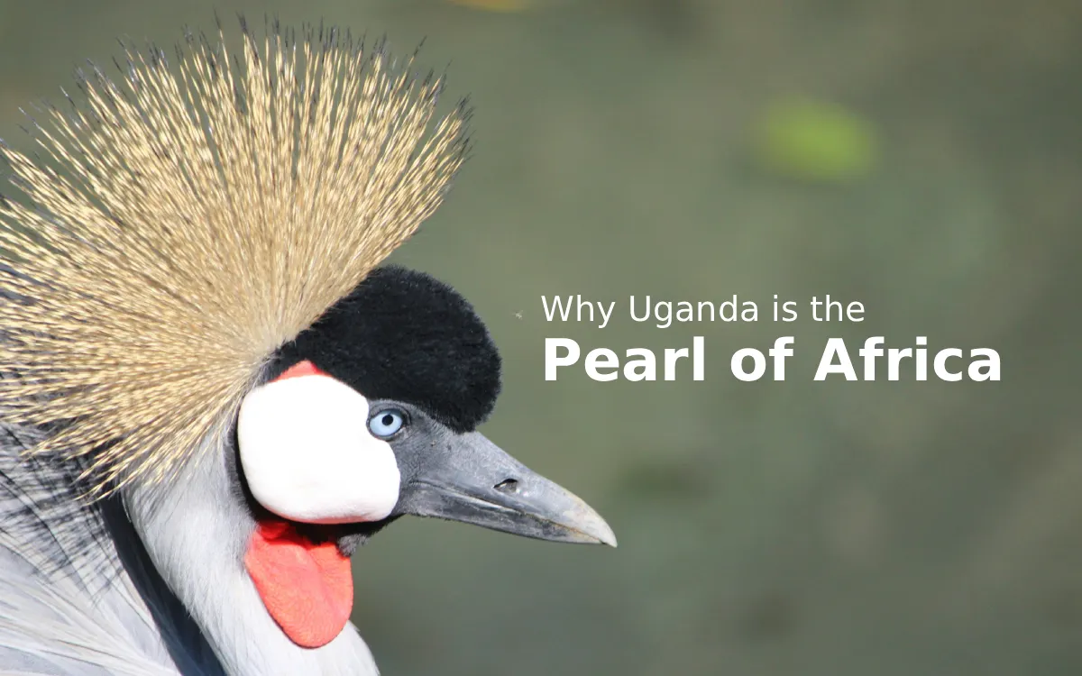 Why is Uganda Called the Pearl of Africa?