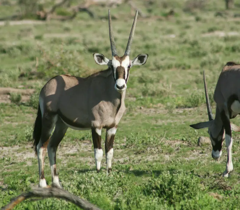 3-Day 2-Night Samburu Self-Drive Package