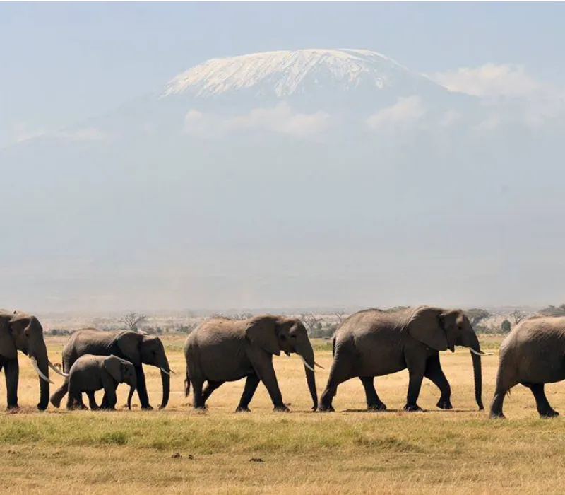 2-Day 1-Night Amboseli Overland Safari Package