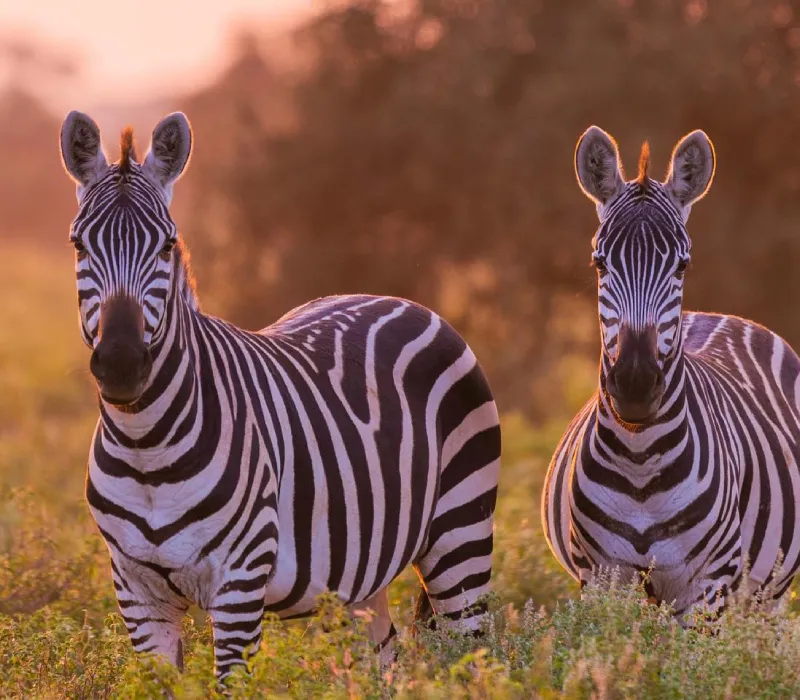2-Day 1-Night Amboseli Overland Safari Package