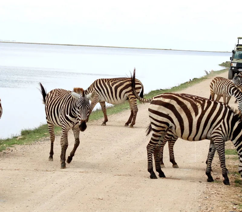 3-Day 2-Night Amboseli Safari Package