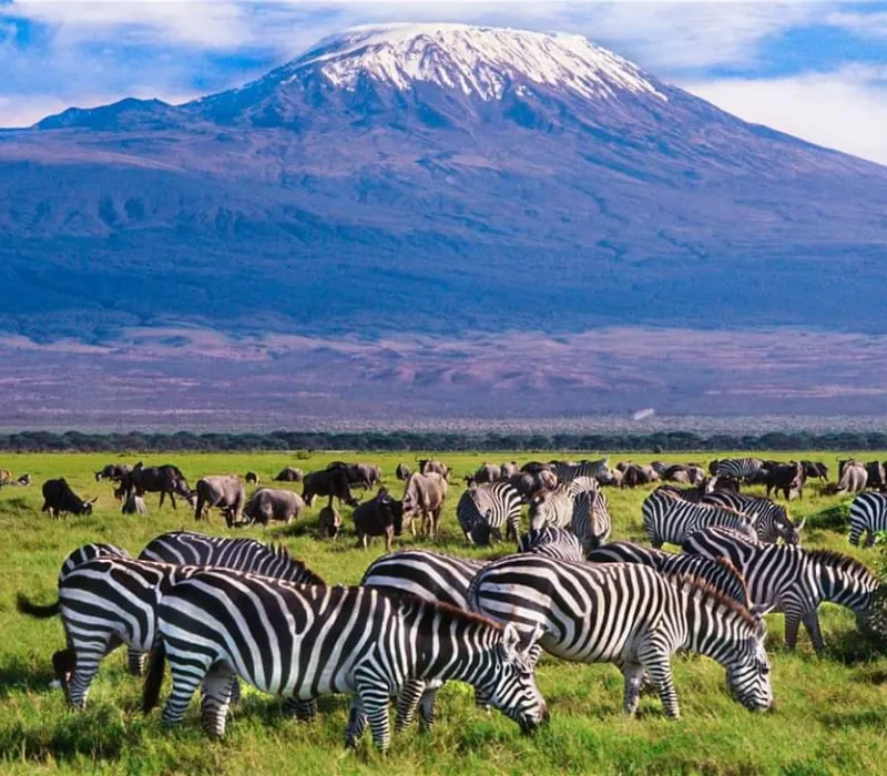 3-Day 2-Night Amboseli Safari Package