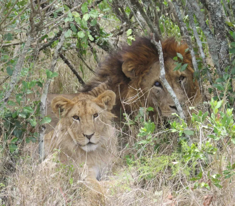 4-Day 3-Night Mt Kenya Festive Self-Drive Package