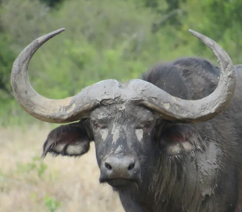4-Day 3-Night Mt Kenya Festive Self-Drive Package